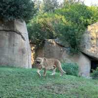 廣州動物園：珍稀動物，放鬆心情的理想去處