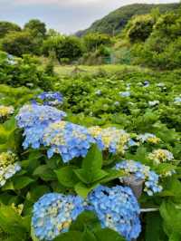 수국은 아직 더 기다려야한 가덕도 야생화단지🌸