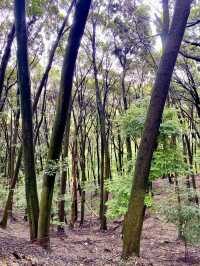 【宇治】大吉山：簡單路徑登至山頂，動漫朝聖之旅