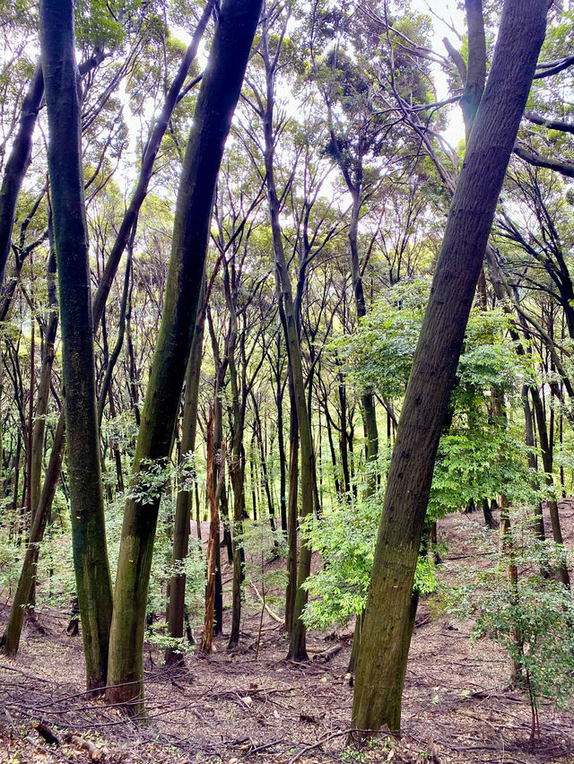 【宇治】大吉山：簡單路徑登至山頂，動漫朝聖之旅