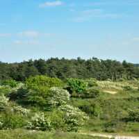 「Seaton Wetlands」：觀鳥天堂