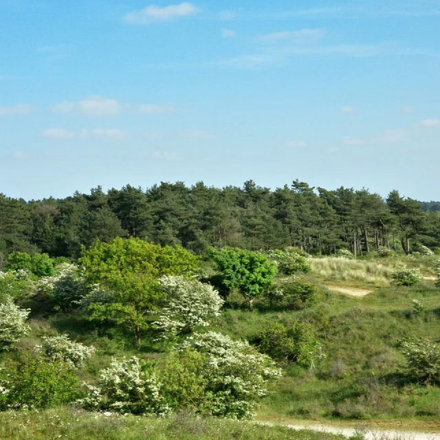 「Seaton Wetlands」：觀鳥天堂