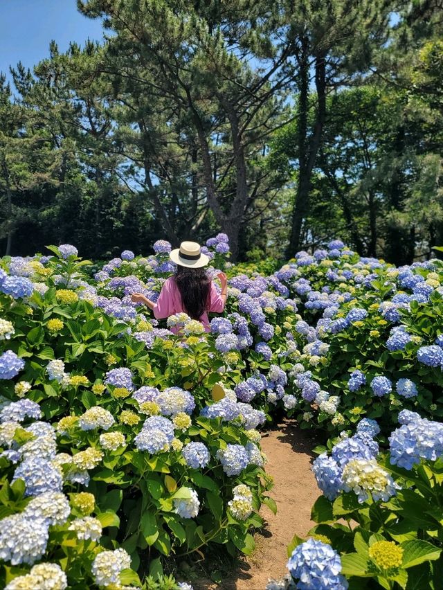 올해 특히 더 예쁘게 만개한 썬트리팜 수국💙