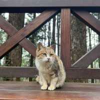 Alishan Taiwan