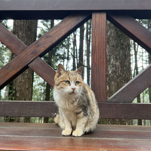 Alishan Taiwan