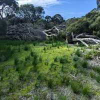 Rottnest island