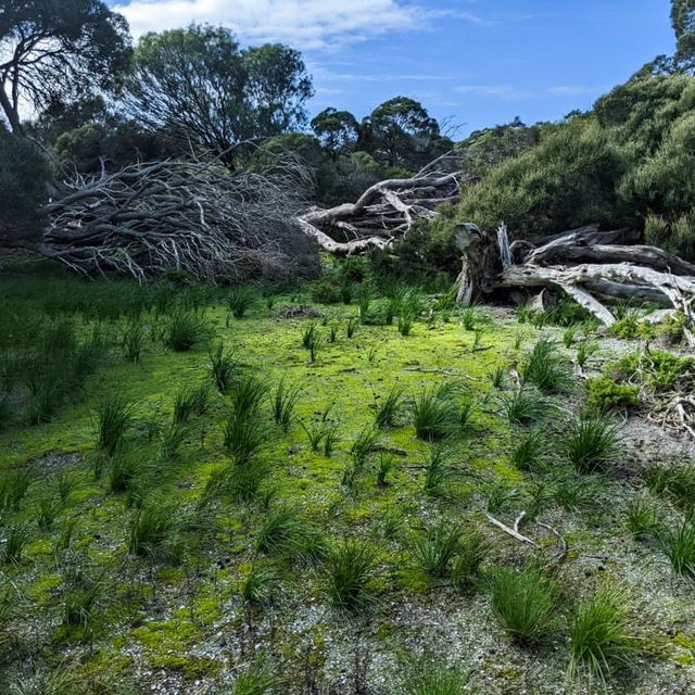 Rottnest island