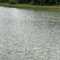 หนองผักชี เขาใหญ่
