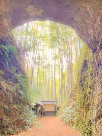 【三重 尾鷲市】不思議な空間すぎる🎋土井竹林🌿✨
