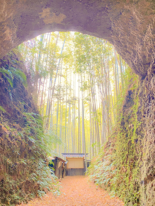 【三重 尾鷲市】不思議な空間すぎる🎋土井竹林🌿✨