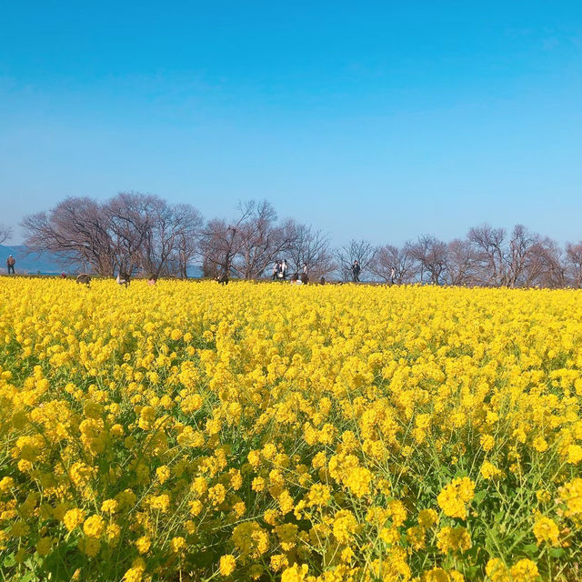 【滋賀県】まるで黄色の絨毯！菜の花畑