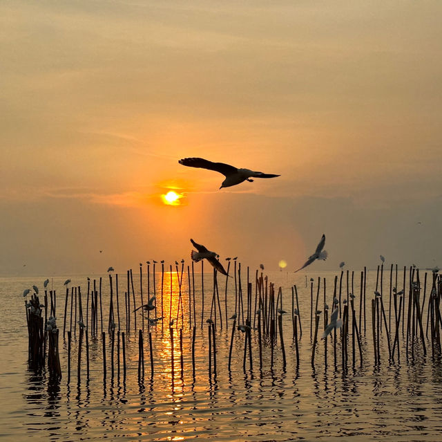 พาดูนกนางนวล บางปู 🕊️