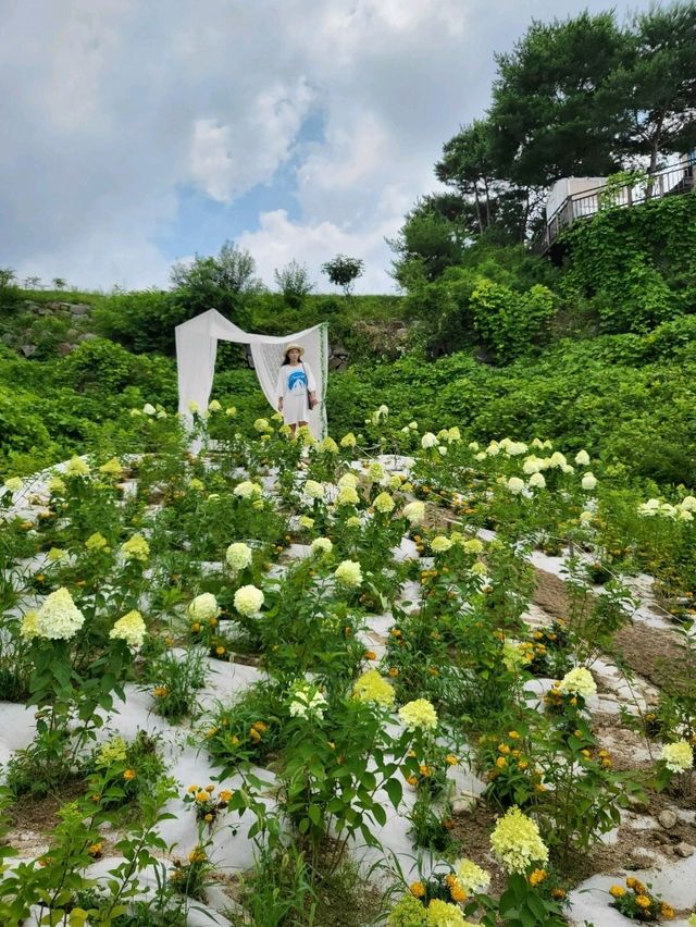 유럽수국이 피는 원주 사진정원
