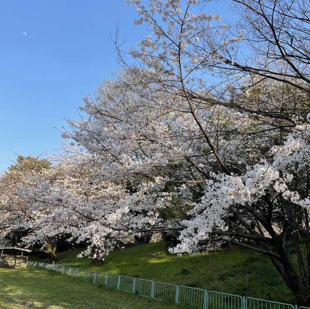 名古屋名城公園：親子賞櫻好去處，適合春天戶外活動