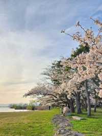 【滋賀県長浜市：豊公園】満開の桜に癒される綺麗な公園🌸