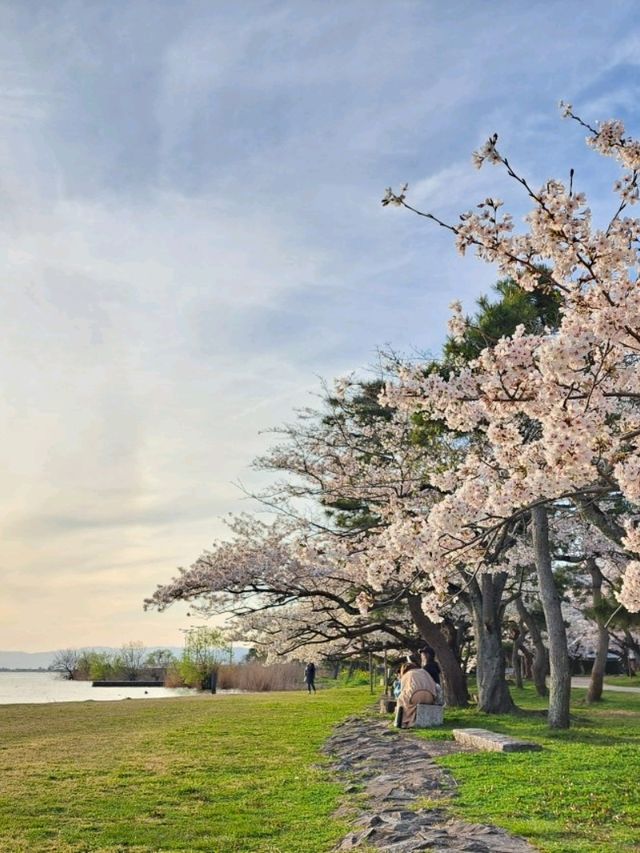 【滋賀県長浜市：豊公園】満開の桜に癒される綺麗な公園🌸