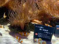Nifrel Interactive Aquazoo