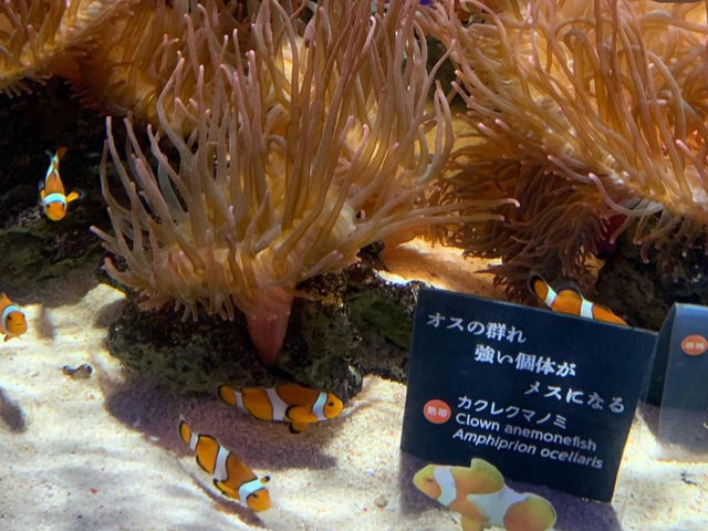 Nifrel Interactive Aquazoo