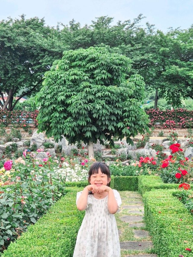 장미의 계절에는 꼭 가보셔요 강원도 삼척 [삼척 장미공원]