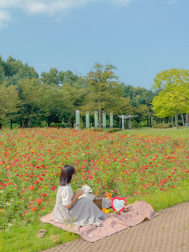 (실시간) 알록달록 백일홍 가득 핀 청주🌼❤️