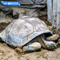 日本東京-大人小孩都喜歡的動物明星：上野動物園