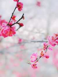 湯島天神梅まつり🌸
