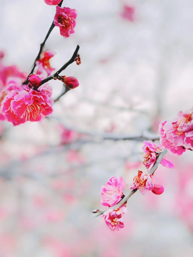湯島天神梅まつり🌸
