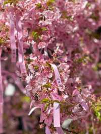 🎀リボン×桜🌸 の組み合わせが最強に可愛い神社⛩