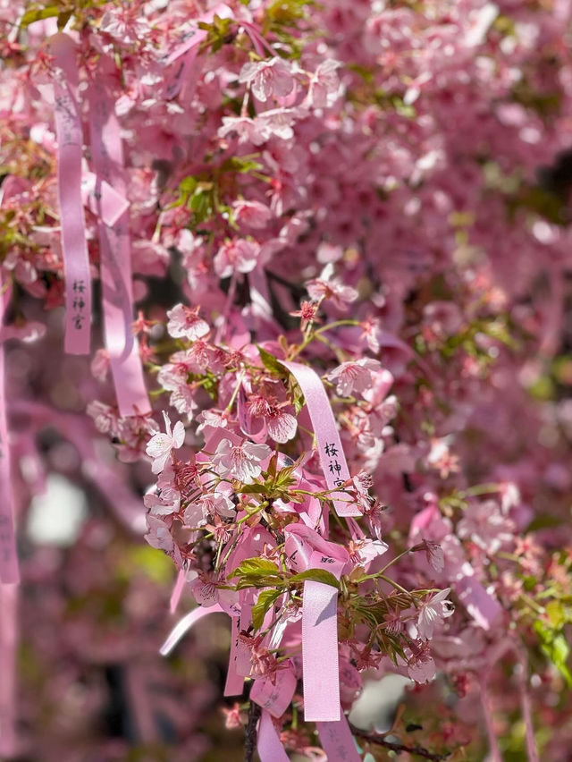 🎀リボン×桜🌸 の組み合わせが最強に可愛い神社⛩