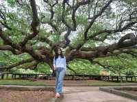 ต้นจามจุรียักษ์ จ.กาญจนบุรี