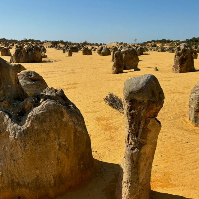 Nature's Artistry: The Breathtaking Pinnacles Desert