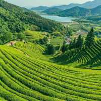 Discover Serenity at Boseong Green Tea Fields