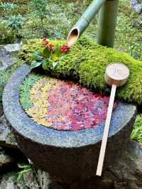 【京都紅葉】とても綺麗な花手水がたくさんあるお寺！