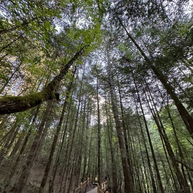 巴蜀之旅 - 這像是魔戒場景？ 