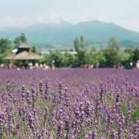 Hokkaido 3D2N - Lavender, Lavender, and Flower