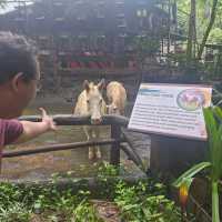 Zoobic Safari - The Jungle Outta City.
