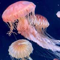 池袋陽光水族館-繁華鬧市區內的水族館，與企鵝在空中邂逅