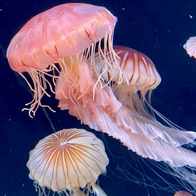 池袋陽光水族館-繁華鬧市區內的水族館，與企鵝在空中邂逅