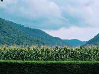ที่พักท่ามกลางภูเขา ไร่อ้อย ธรรมชาติ 