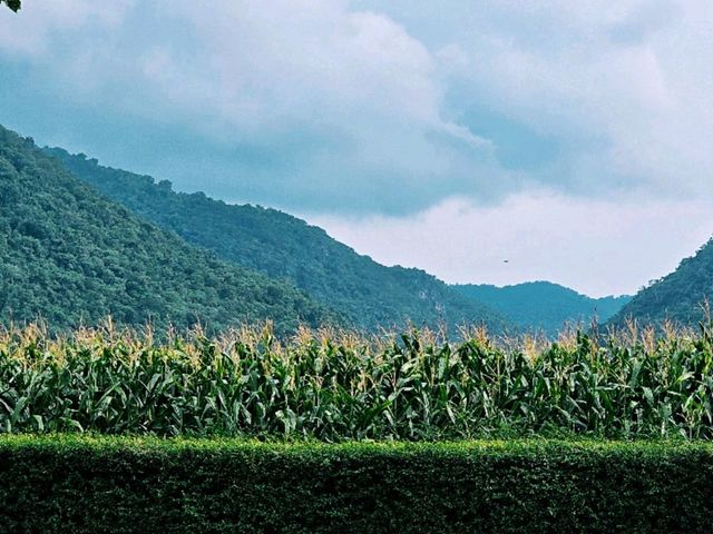 ที่พักท่ามกลางภูเขา ไร่อ้อย ธรรมชาติ 