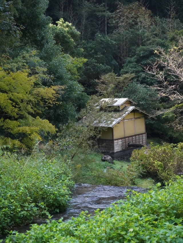 【静岡🇯🇵】歴史ある古道ハイキング