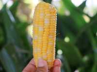 ทานข้าวโพดหวานที่ Cornily Corn farm