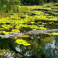 VISITING THE EVERGLADES NATIONAL PARK.