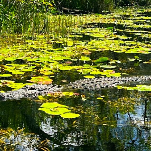 VISITING THE EVERGLADES NATIONAL PARK.