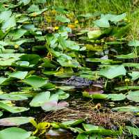 VISITING THE EVERGLADES NATIONAL PARK.