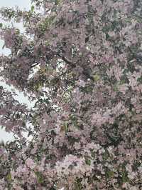สวน byukchoji ที่พาจู