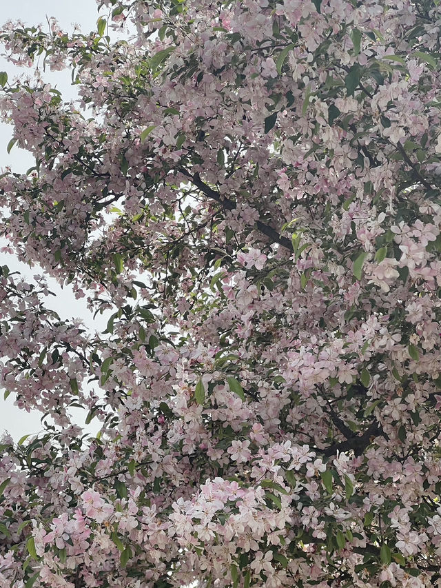 สวน byukchoji ที่พาจู