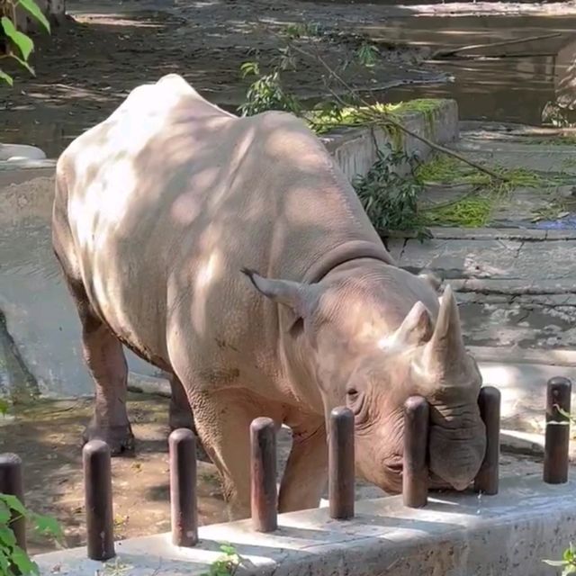 東京景點｜日本最古老的親子動物園—恩賜上野動物園