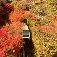 Autumn Hues
