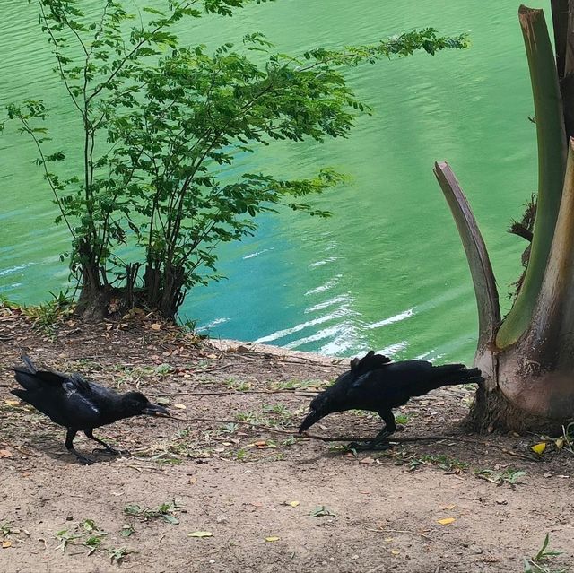 曼谷倫披尼公園 Lumpini Park，處處可見烏鴉跟澤巨蜥。